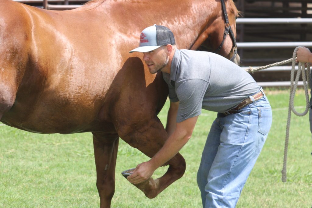 Dr. Alton Price DVM Practicing Partner Peak Performance Equine Hospital in Granbury, Texas discusses the causes, symptoms and treatment of hoof abscesses in horses.