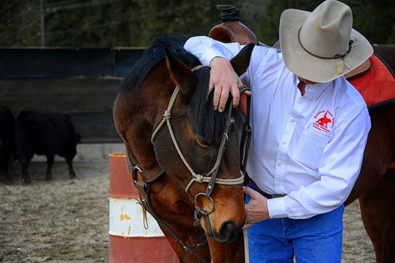 Horse trainer Gerry Cox talks about how he teaches a horse to accept the bridle for the first time
