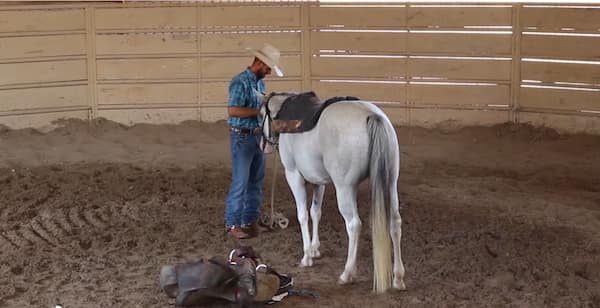 Dusty saddling a horse for the first time
